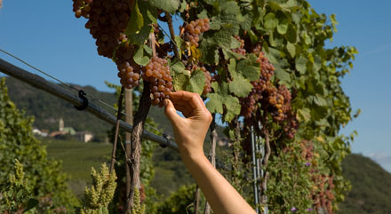 Gewuerztraminer in Tramin