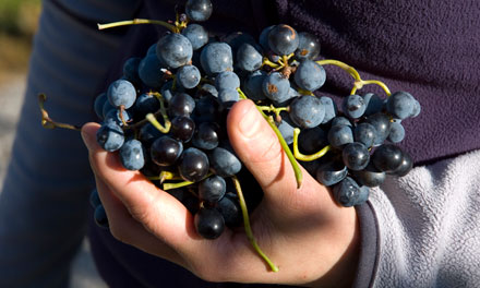 Rotwein Traube aus Südtirol