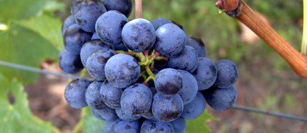 Rotwein Traube aus Südtirol