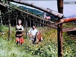 Weinberge in Tramin. Szene aus dem Film: Mein Schatz ist aus Tirol.