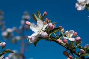 Apfelblüte in Eppan