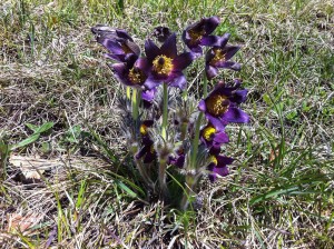 Osterblume (Gewöhnliche Kuhschelle)