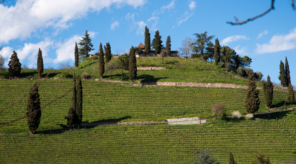 Kastelatz Weinberg über Tramin im Frühling