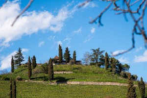 Weinberg Kastelatz in Tramin