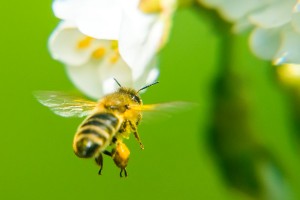 Honigbiene mit vollem Gepäck