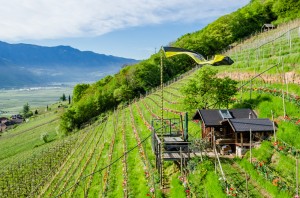 Giggerblick - im Tulpenreich über Rung bei Tramin