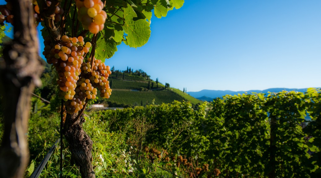 Gewürztraminer in den Weinbergen Tramins.