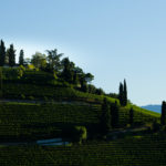 Weinberg Kastelaz bei Tramin