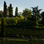 Weinberg Kastelaz bei Tramin