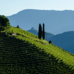 Weinberg Kastelaz bei Tramin mit Leuchtenburg