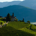 Weinberg Kastelaz bei Tramin