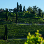 Weinberg Kastelaz bei Tramin