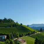 Weinberg Kastelaz bei Tramin