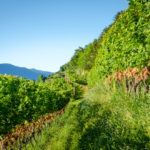 Gewürztraminer Weinberg in Tramin/Südtirol