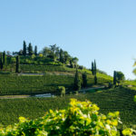 Weinberg Kastelaz bei Tramin