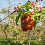 Blüte und Vorjahresapfel