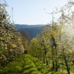 Frostberegnung Blüte