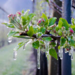 Frostberegnung Blüte