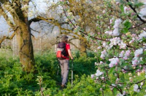 Spaziergang durch die Obstfelder des Südtiroler Unterlandes