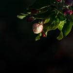 Frostschutzberegnung Blüte