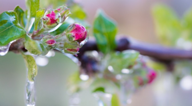 Apfelblüte und Frostschutzberegnung in Südtirol