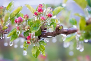 Frostberegnung: eingeeiste Blüte